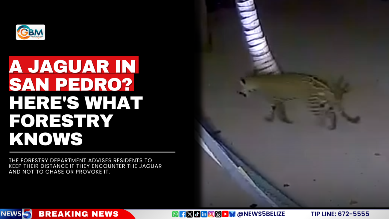 A Jaguar in San Pedro? Here's What Forestry Knows