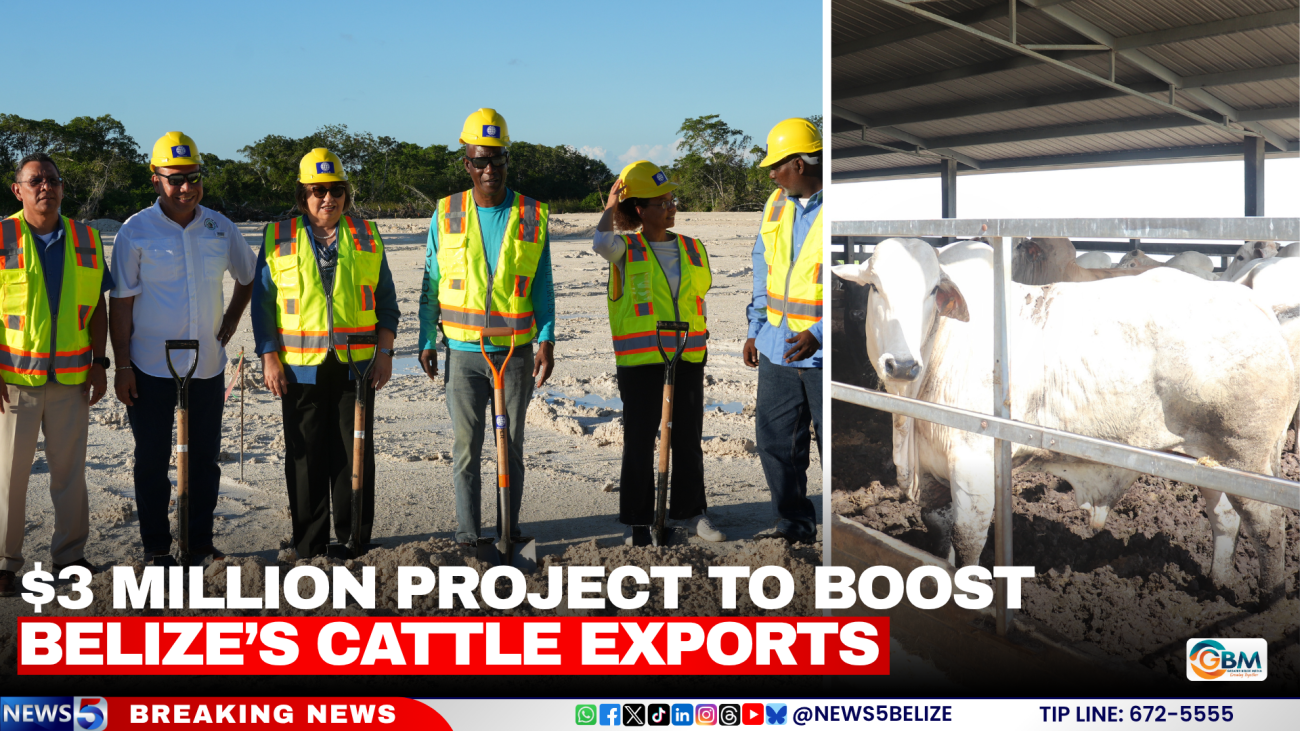 $3 Million Project to Boost Belize’s Cattle Exports
