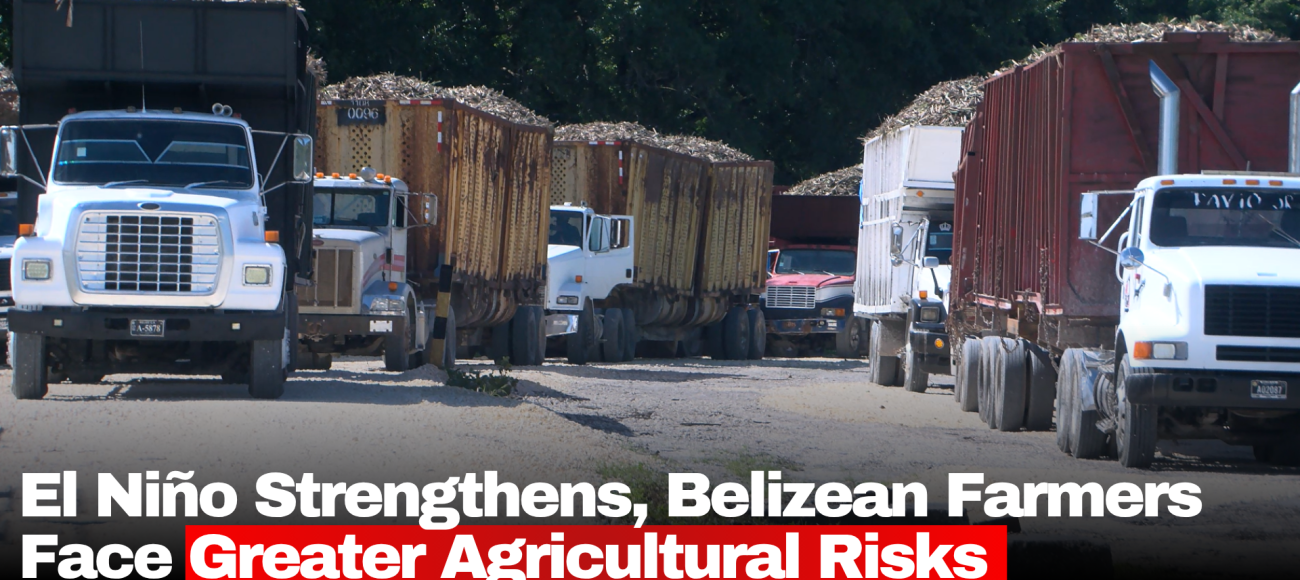 El Niño Strengthens, Belizean Farmers Face Greater Agricultural Risks