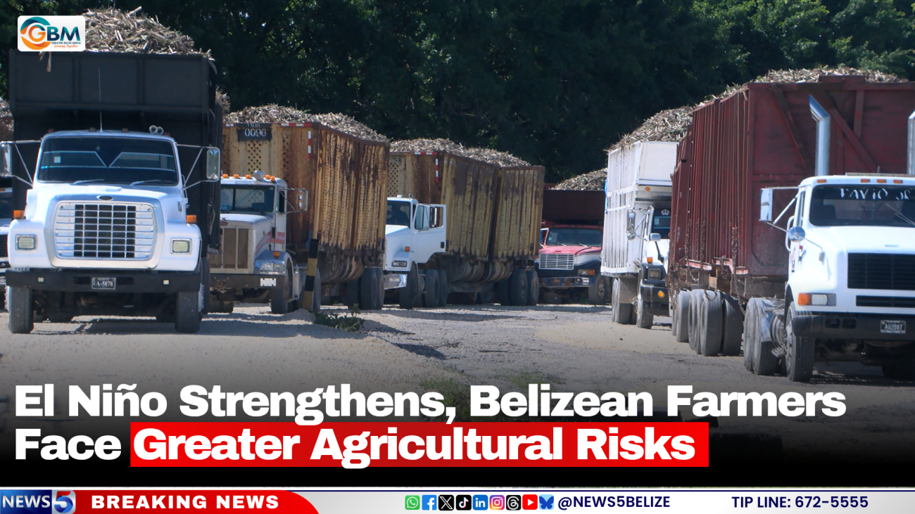 El Niño Strengthens, Belizean Farmers Face Greater Agricultural Risks