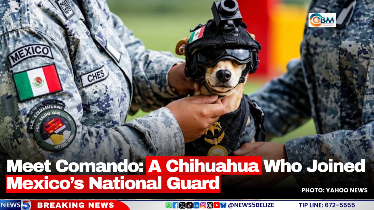 Meet Comando: A Chihuahua Who Joined Mexico’s National Guard
