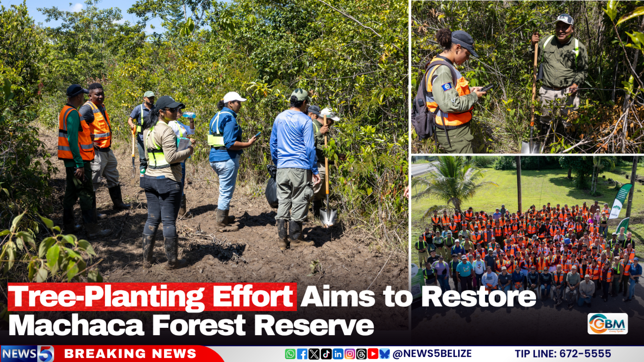 Tree-Planting Effort Aims to Restore Machaca Forest Reserve