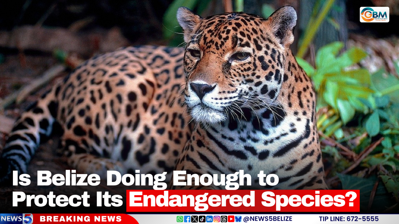 Is Belize Doing Enough to Protect Its Endangered Species?