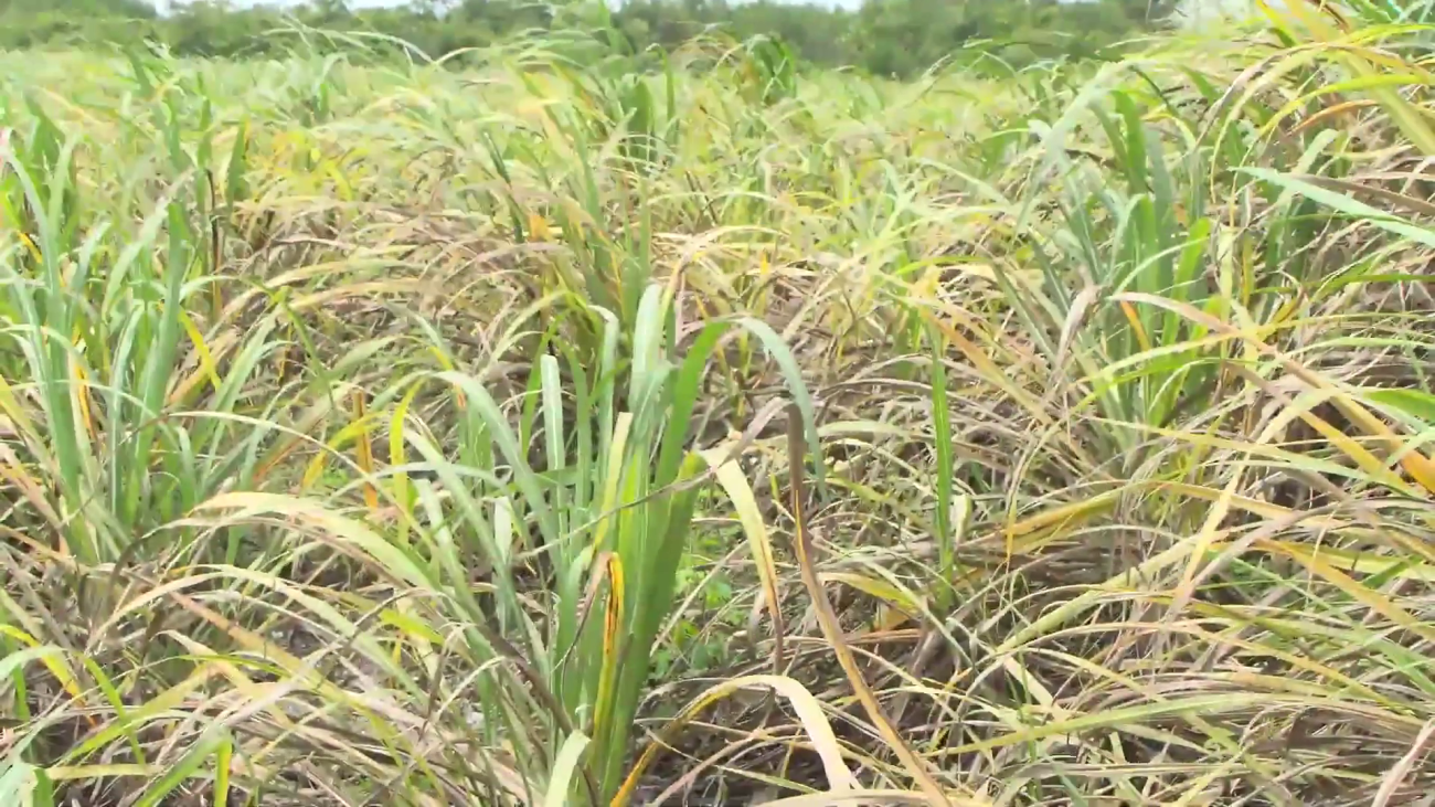 El Niño Deepens Crisis in Cane Fields Up North