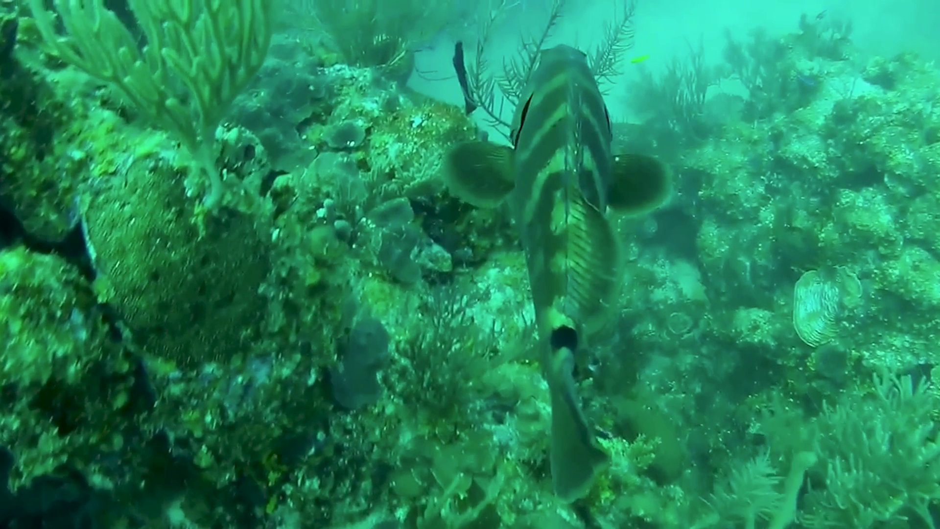 New Oceans Plan Leaves Belize’s Fisherfolks Feeling Sidelined