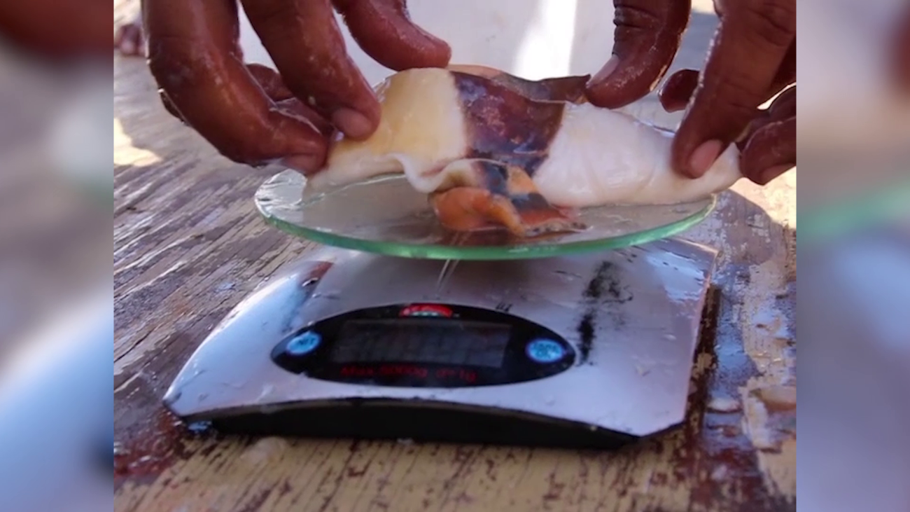 Booming Harvest Leaves Conch Industry Scrambling
