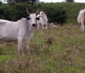 Beef-Processing Plant Planned for Fireburn Could Open Belize’s Cattle to World Markets