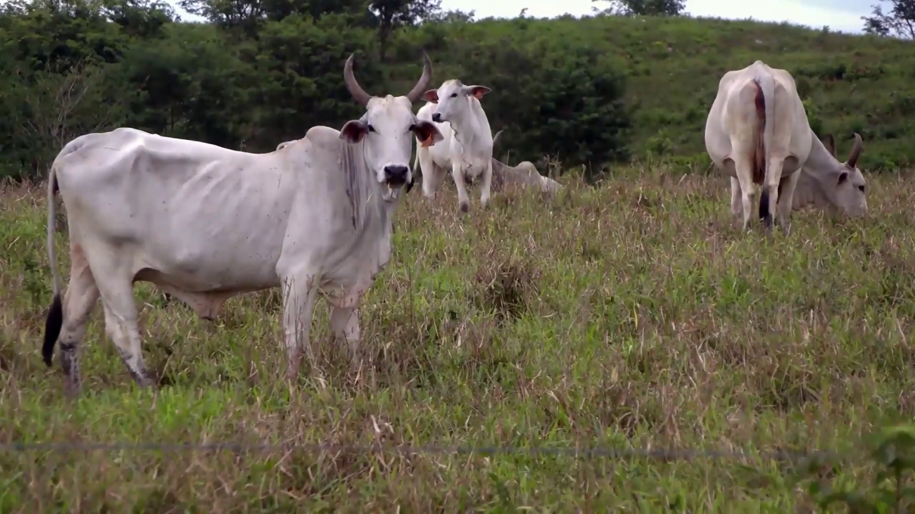 Beef-Processing Plant Planned for Fireburn Could Open Belize’s Cattle to World Markets