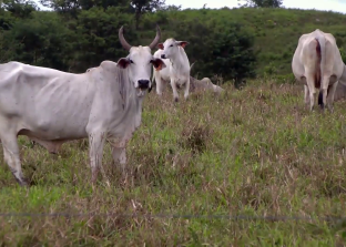 Beef-Processing Plant Planned for Fireburn Could Open Belize’s Cattle to World Markets