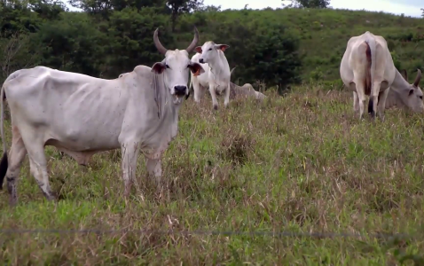 Beef-Processing Plant Planned for Fireburn Could Open Belize’s Cattle to World Markets
