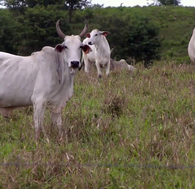 Beef-Processing Plant Planned for Fireburn Could Open Belize’s Cattle to World Markets