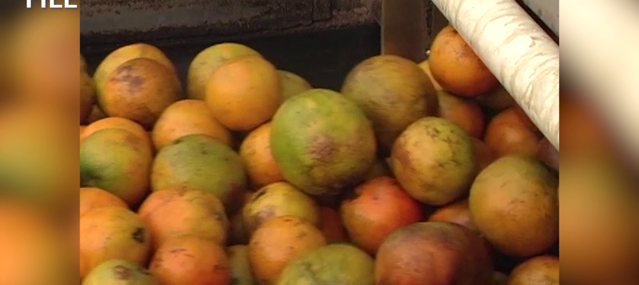 Agriculture Minister Says Soil Treatment Could Help Citrus, Sugar