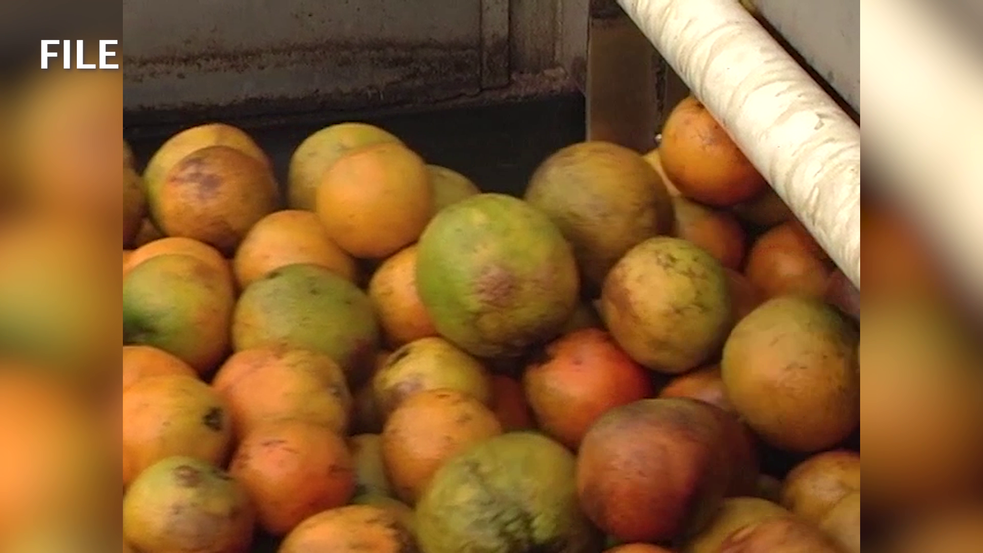 Agriculture Minister Says Soil Treatment Could Help Citrus, Sugar