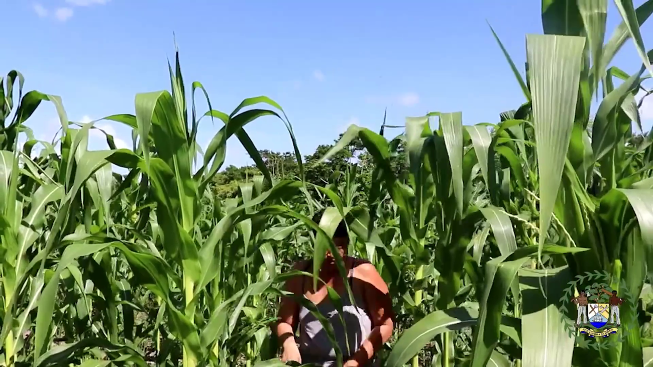 Belize Seeks More Climate-Smart Agriculture Investment