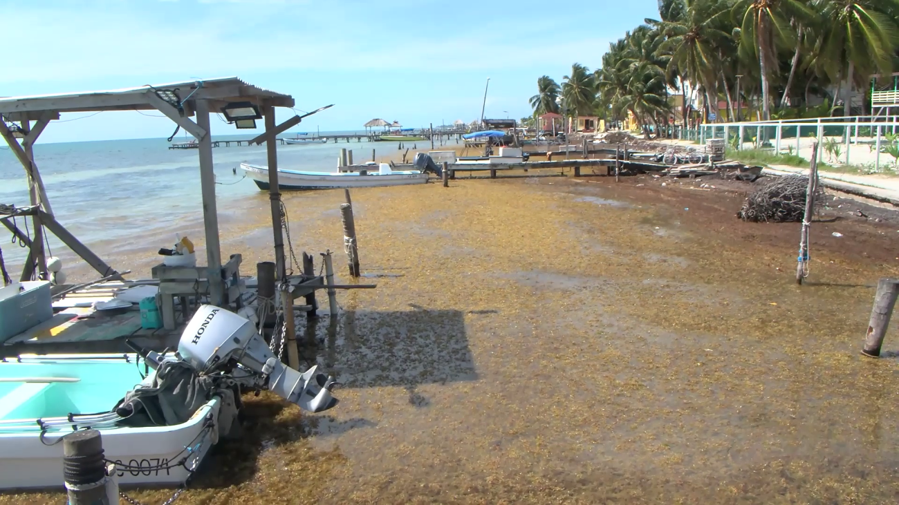 Twenty-Million-Dollar Lifeline for Belize’s Sargassum Crisis
