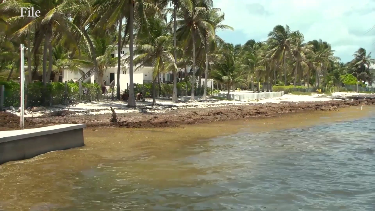 Sargassum Threatens Health, Jobs and Coastal Communities