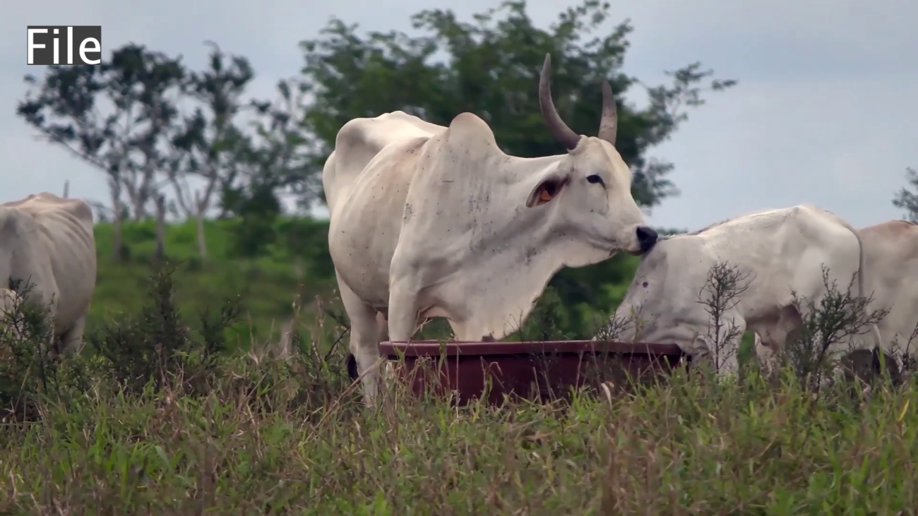 Value-Added Agriculture Could Transform Belize’s Economy