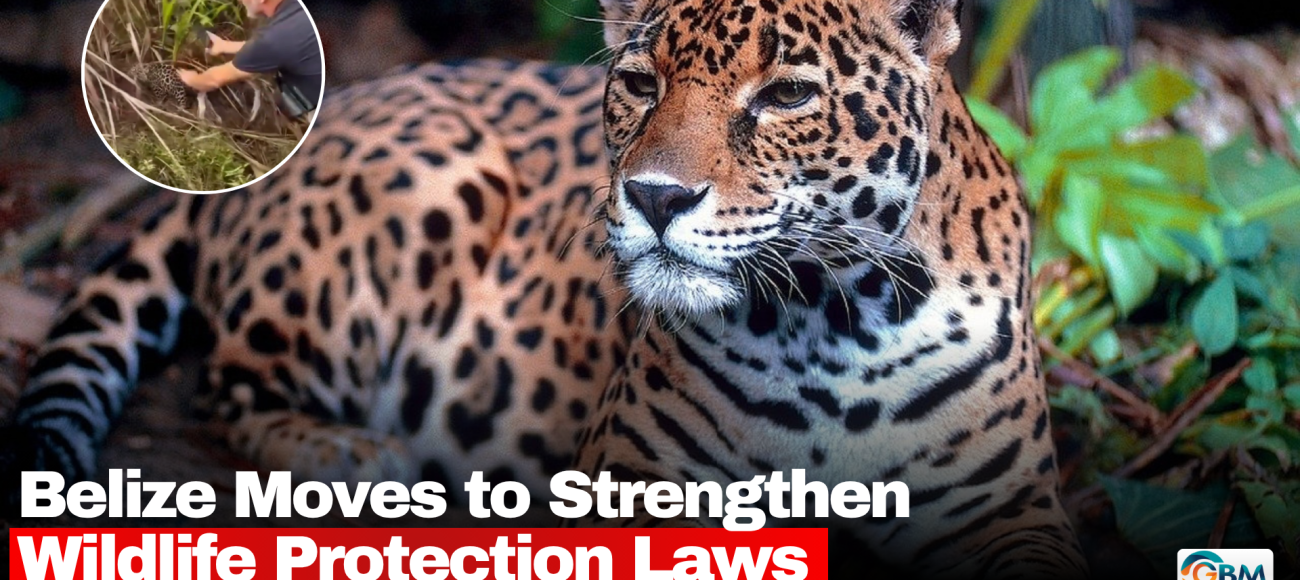 Belize Moves to Strengthen Wildlife Protection Laws