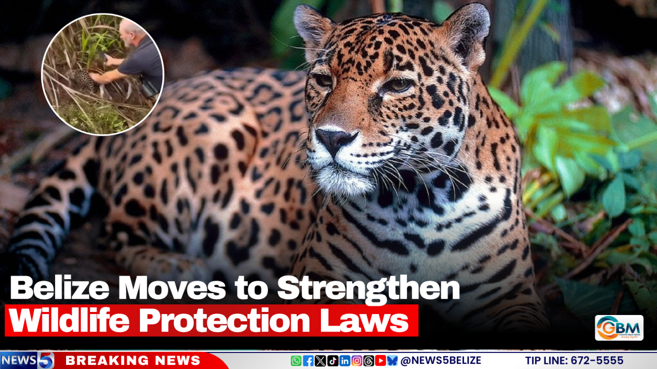 Belize Moves to Strengthen Wildlife Protection Laws